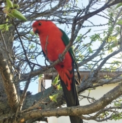 Alisterus scapularis (Australian King-Parrot) at Symonston, ACT - 1 Oct 2017 by Callum Brae Rural Property