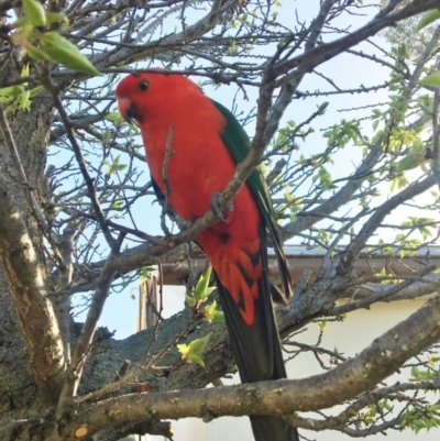 Alisterus scapularis (Australian King-Parrot) at Symonston, ACT - 1 Oct 2017 by Callum Brae Rural Property