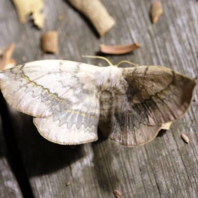 Anthela varia (Hairy Mary) at O'Connor, ACT - 4 Jan 2018 by ibaird