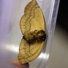 Anthela varia at O'Connor, ACT - 4 Jan 2018 08:28 PM