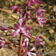 Dipodium punctatum (Blotched Hyacinth Orchid) at Birrigai - 15 Jan 2018 by JohnBundock