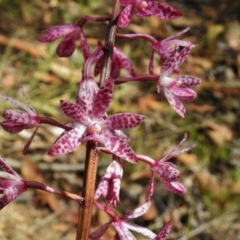 Dipodium punctatum (Blotched Hyacinth Orchid) at Paddys River, ACT - 15 Jan 2018 by JohnBundock