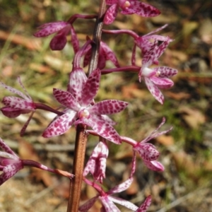 Dipodium punctatum at Paddys River, ACT - suppressed