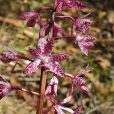 Dipodium punctatum (Blotched Hyacinth Orchid) at Paddys River, ACT - 15 Jan 2018 by JohnBundock