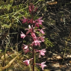 Dipodium punctatum at Paddys River, ACT - suppressed