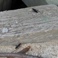 Pompilidae (family) (Unidentified Spider wasp) at Fyshwick, ACT - 15 Jan 2018 by RodDeb