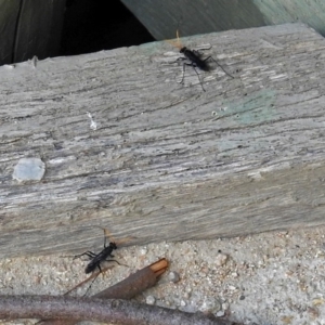 Pompilidae (family) at Fyshwick, ACT - 15 Jan 2018