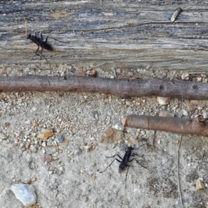 Pompilidae (family) at Fyshwick, ACT - 15 Jan 2018