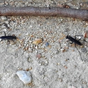 Pompilidae (family) at Fyshwick, ACT - 15 Jan 2018 12:05 PM