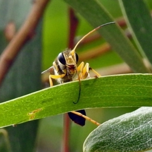 Sceliphron laetum at Fyshwick, ACT - 15 Jan 2018