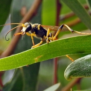 Sceliphron laetum at Fyshwick, ACT - 15 Jan 2018 11:36 AM