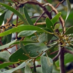 Sceliphron laetum at Fyshwick, ACT - 15 Jan 2018