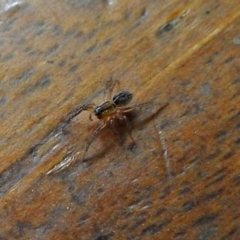 Lycosidae (family) (Unidentified wolf spider) at Fyshwick, ACT - 15 Jan 2018 by RodDeb