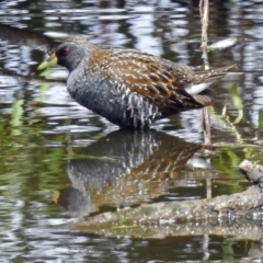 Porzana fluminea (Australian Spotted Crake) at Fyshwick, ACT - 15 Jan 2018 by RodDeb