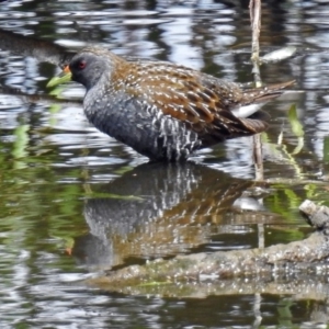 Porzana fluminea at Fyshwick, ACT - 15 Jan 2018