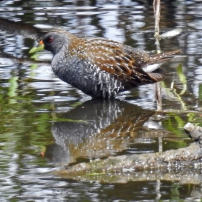 Porzana fluminea (Australian Spotted Crake) at Jerrabomberra Wetlands - 15 Jan 2018 by RodDeb