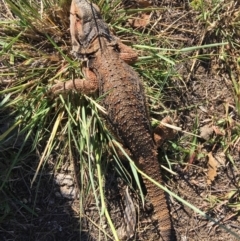 Pogona barbata (Eastern Bearded Dragon) at Hughes Grassy Woodland - 14 Jan 2017 by KL