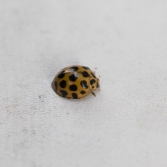 Harmonia conformis (Common Spotted Ladybird) at Illilanga & Baroona - 12 Jan 2018 by Illilanga