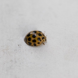 Harmonia conformis at Michelago, NSW - 13 Jan 2018