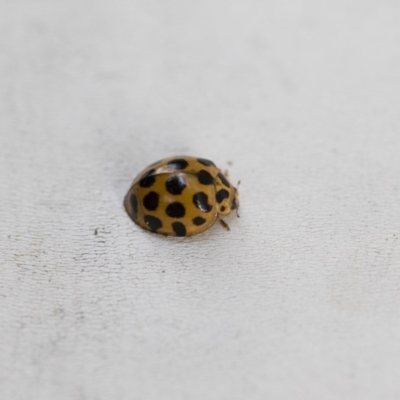 Harmonia conformis (Common Spotted Ladybird) at Illilanga & Baroona - 12 Jan 2018 by Illilanga