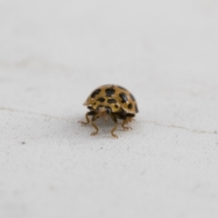 Harmonia conformis at Michelago, NSW - 13 Jan 2018 09:02 AM