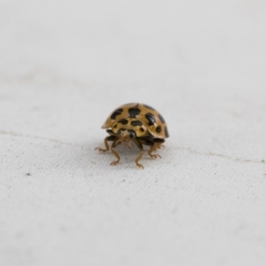 Harmonia conformis at Michelago, NSW - 13 Jan 2018 09:02 AM