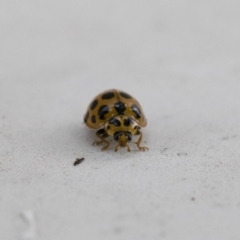 Harmonia conformis at Michelago, NSW - 13 Jan 2018 09:02 AM