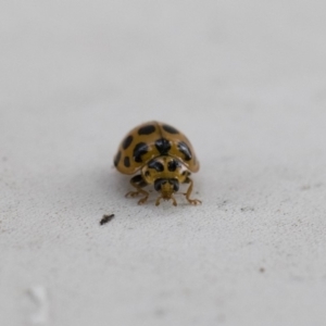 Harmonia conformis at Michelago, NSW - 13 Jan 2018