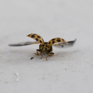 Harmonia conformis at Michelago, NSW - 13 Jan 2018 09:02 AM