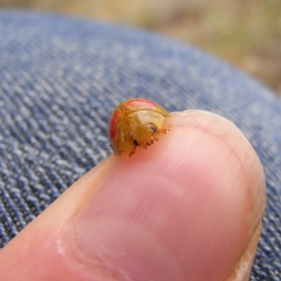 Paropsisterna fastidiosa (Eucalyptus leaf beetle) at Michelago, NSW - 24 Oct 2008 by Illilanga