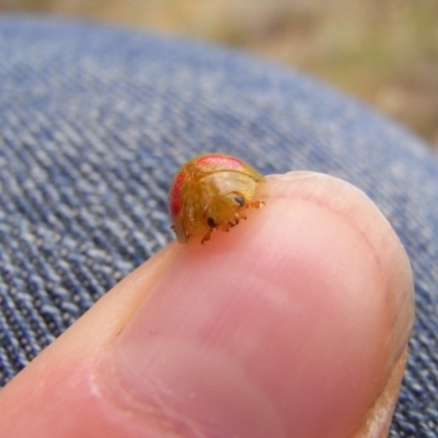 Paropsisterna fastidiosa (Eucalyptus leaf beetle) at Illilanga & Baroona - 24 Oct 2008 by Illilanga