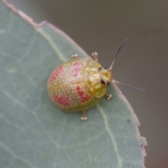 Paropsisterna fastidiosa (Eucalyptus leaf beetle) at Illilanga & Baroona - 28 Nov 2011 by Illilanga