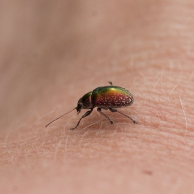 Edusella sp. (genus) (A leaf beetle) at Michelago, NSW - 28 Nov 2011 by Illilanga