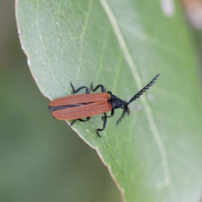 Porrostoma rhipidium (Long-nosed Lycid (Net-winged) beetle) at Illilanga & Baroona - 28 Nov 2011 by Illilanga