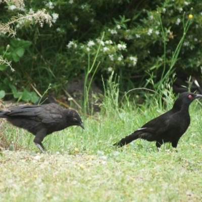 Corcorax melanorhamphos (White-winged Chough) at Cook, ACT - 27 Oct 2017 by Tammy