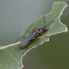 Chauliognathus lugubris (Plague Soldier Beetle) at Illilanga & Baroona - 28 Nov 2011 by Illilanga