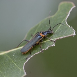 Chauliognathus lugubris at Michelago, NSW - 28 Nov 2011 04:14 PM