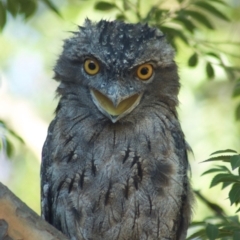 Podargus strigoides (Tawny Frogmouth) at Aranda, ACT - 31 Jan 2009 by KMcCue