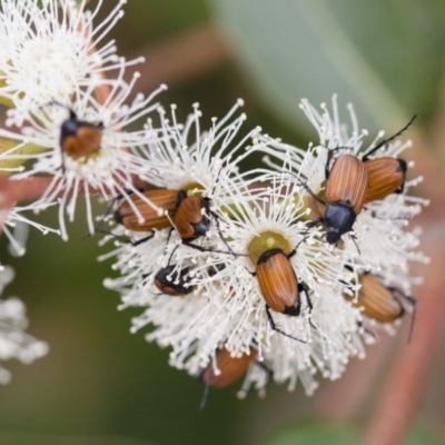 Phyllotocus rufipennis (Nectar scarab) at Illilanga & Baroona - 28 Nov 2011 by Illilanga