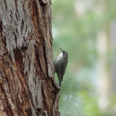 Cormobates leucophaea (White-throated Treecreeper) at Aranda, ACT - 13 Feb 2009 by KMcCue