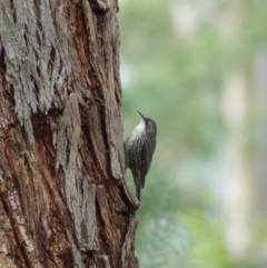 Cormobates leucophaea (White-throated Treecreeper) at Aranda, ACT - 13 Feb 2009 by KMcCue