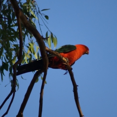 Alisterus scapularis (Australian King-Parrot) at Aranda, ACT - 7 Feb 2016 by Tammy
