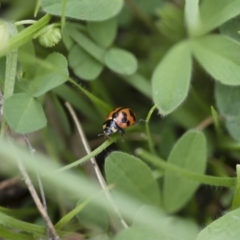 Coccinella transversalis (Transverse Ladybird) at Illilanga & Baroona - 30 Oct 2016 by Illilanga