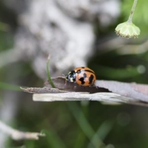 Coccinella transversalis at Michelago, NSW - 30 Oct 2016