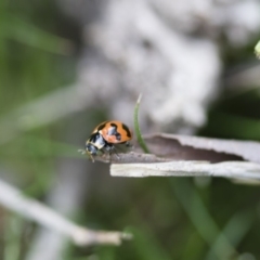 Coccinella transversalis at Michelago, NSW - 30 Oct 2016