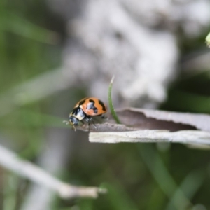 Coccinella transversalis at Michelago, NSW - 30 Oct 2016 11:22 AM