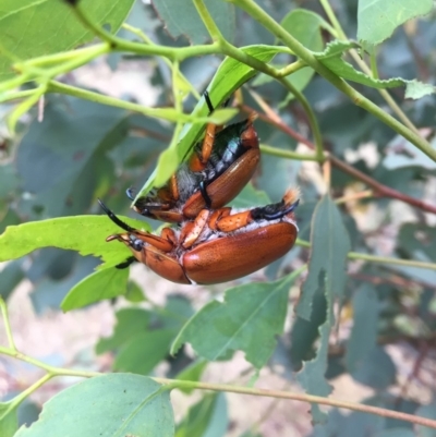Anoplognathus montanus (Montane Christmas beetle) at Illilanga & Baroona - 1 Jan 2017 by Illilanga