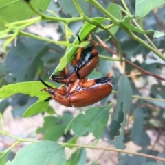 Anoplognathus montanus (Montane Christmas beetle) at Michelago, NSW - 1 Jan 2017 by Illilanga
