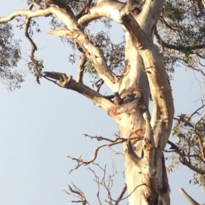 Callocephalon fimbriatum at Hughes, ACT - 13 Jan 2018