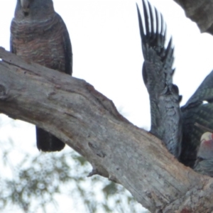 Callocephalon fimbriatum at Hughes, ACT - 13 Jan 2018